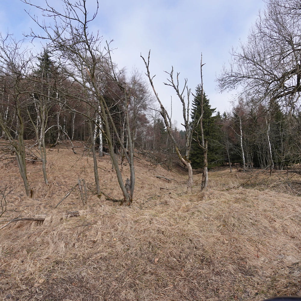 Ein paar kahle Bäume vor dem Waldrand am Erdheilungsplatz Ahornberg