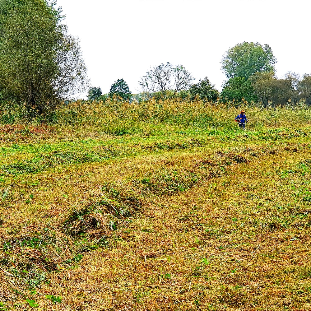 Dölkauer Meilenwiese Mahd im November 2024