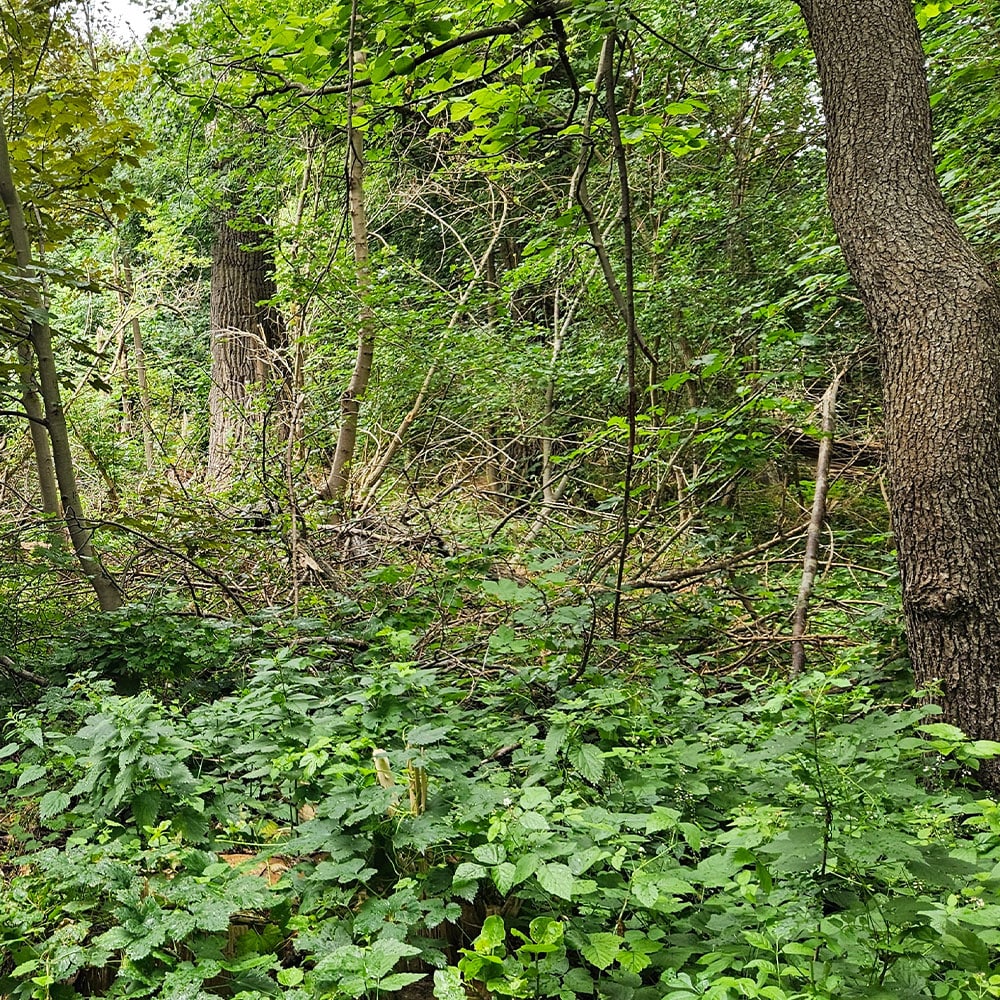 Der Erdheilungsplatz Günthersdorf Ellernholz im Juli 2025