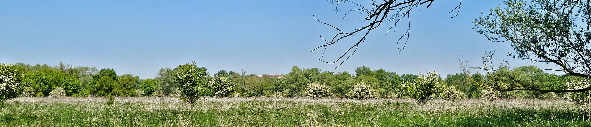 Erdheilungsplatz Hohenweiden I Der Erdheilungsplatz Hohenweiden I im Mai 2025