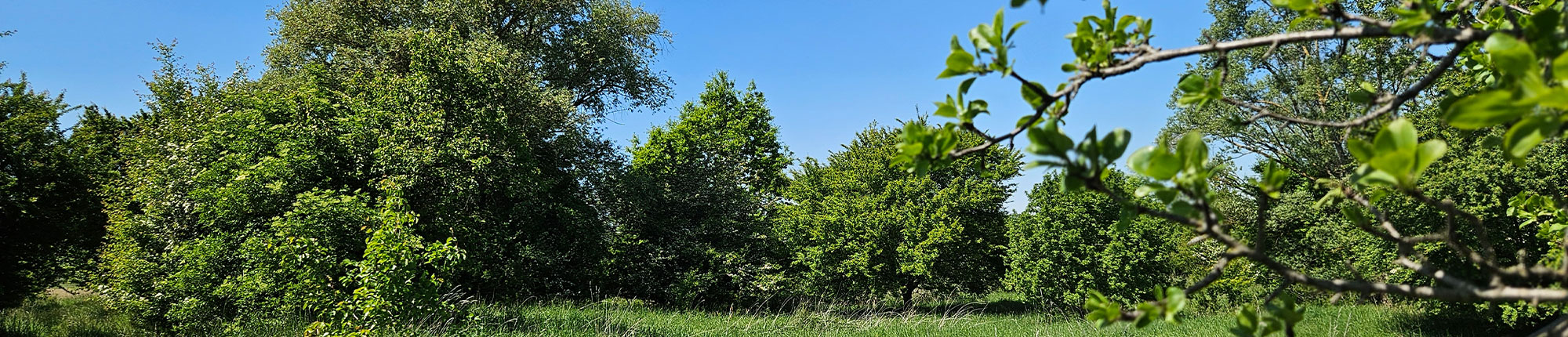 Erdheilungsplatz Hohenweiden II Der Erdheilungsplatz Hohenweiden II im Mai 2025
