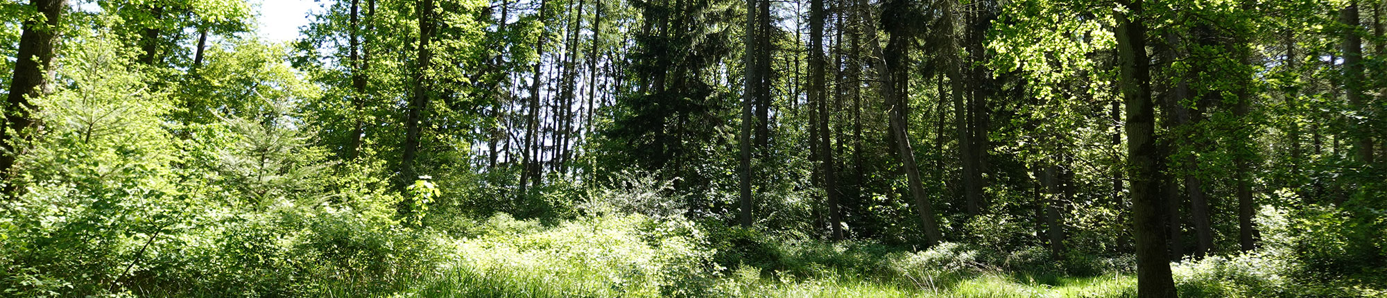 Der Erdheilungsplatz Holdorf - gefördert vom Wildnisfonds der ZUG