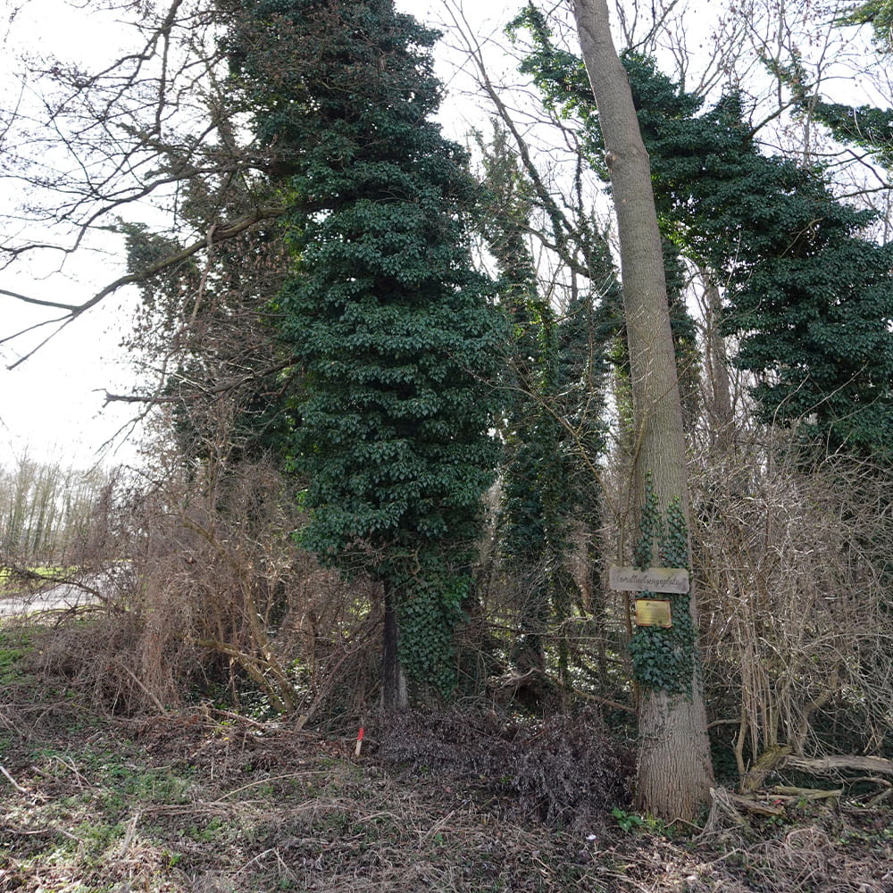 Ein schiefer mit Efeu bewachsener Baum am Erdheilungsplatz Kötzschlitz Sorgenplan