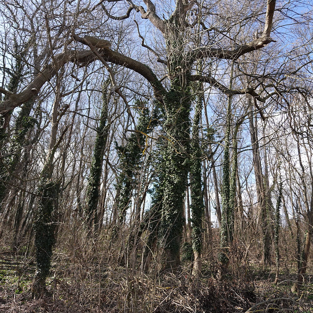 Ein Umsturz gefährdeter Baum mit verwinkelten Ästen am Erdheilungsplatz Kötzschlitz Sorgenplan