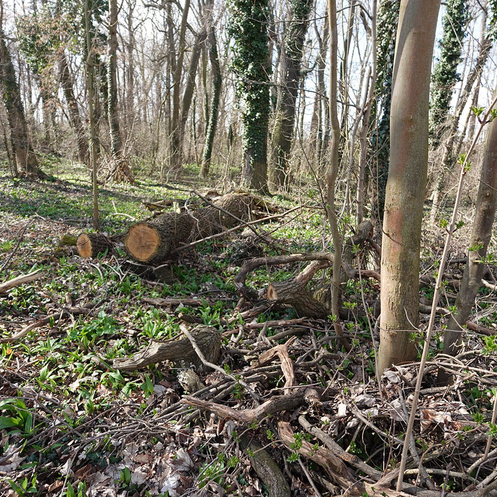Baumstämme umringt von Bäumen am Erdheilungsplatz Kötzschlitz Sorgenplan