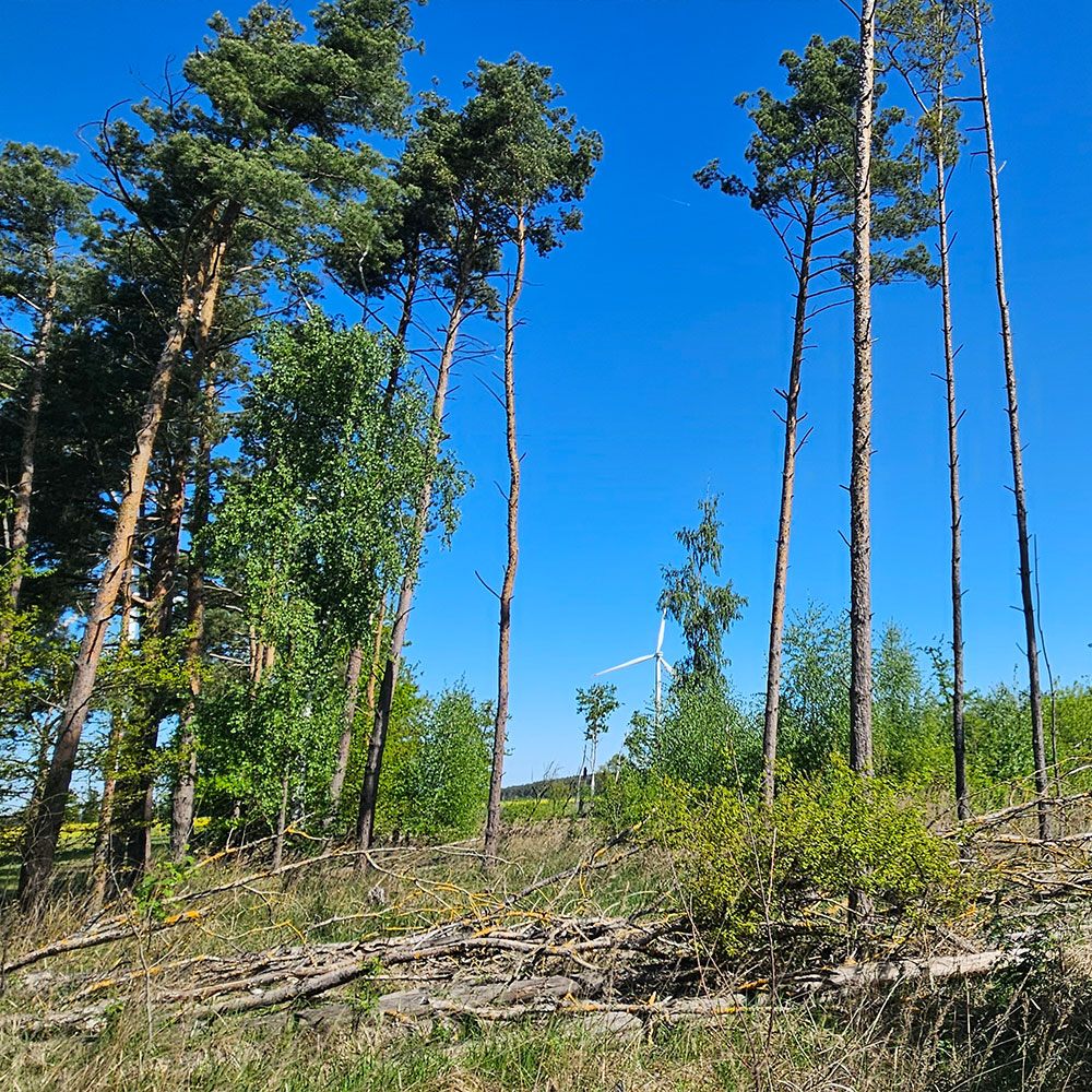 Erdheilungsplatz Luko Wald im Mai 2025
