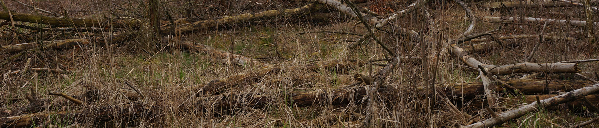 Erdheilungsplatz Luko Wald