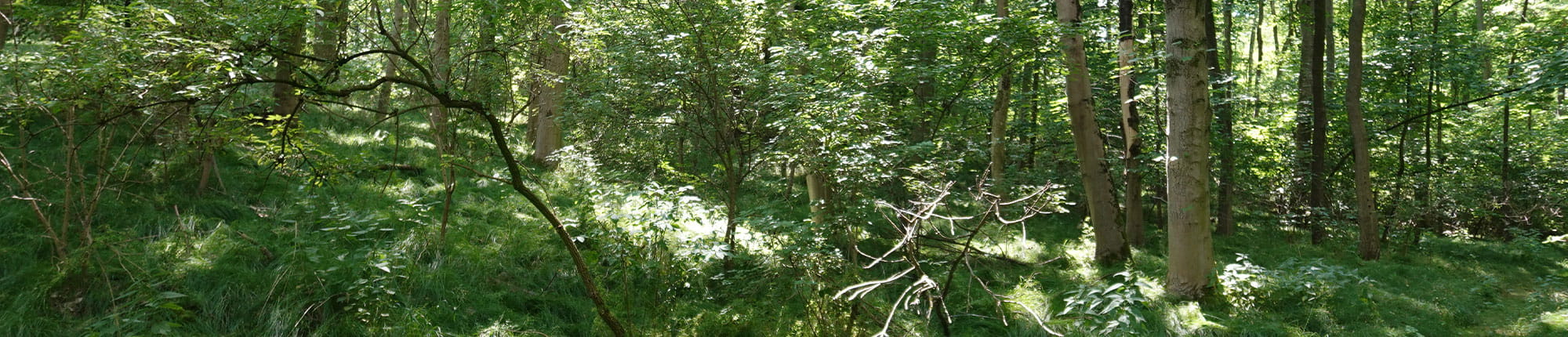Wald in Meißen ist jetzt Erdheilungsplatz