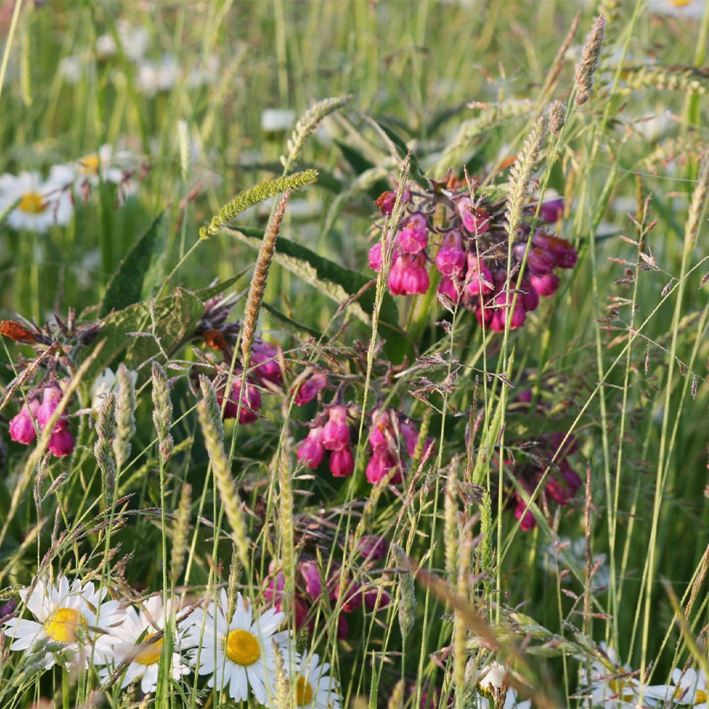 Aufwertung Erdheilungsplätze Wiese Aufwertung Erdheilungsplätze Wiese