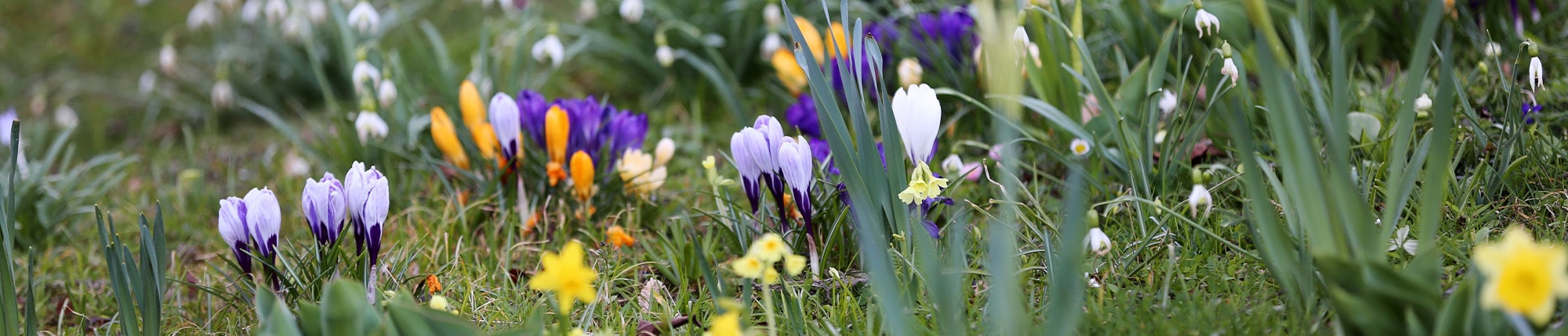 Aufwertung Erdheilungsplätze Blumenwiese