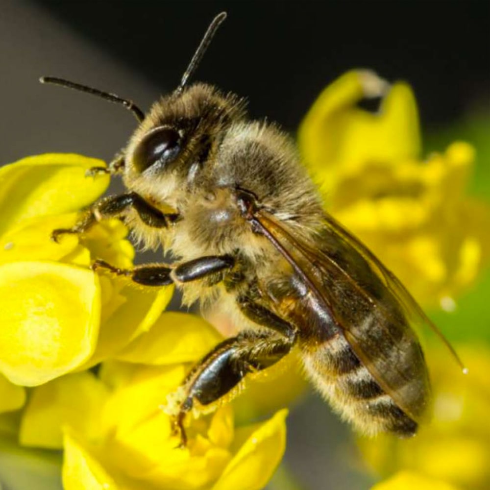 Aufwertung Erdheilungsplätze Biene