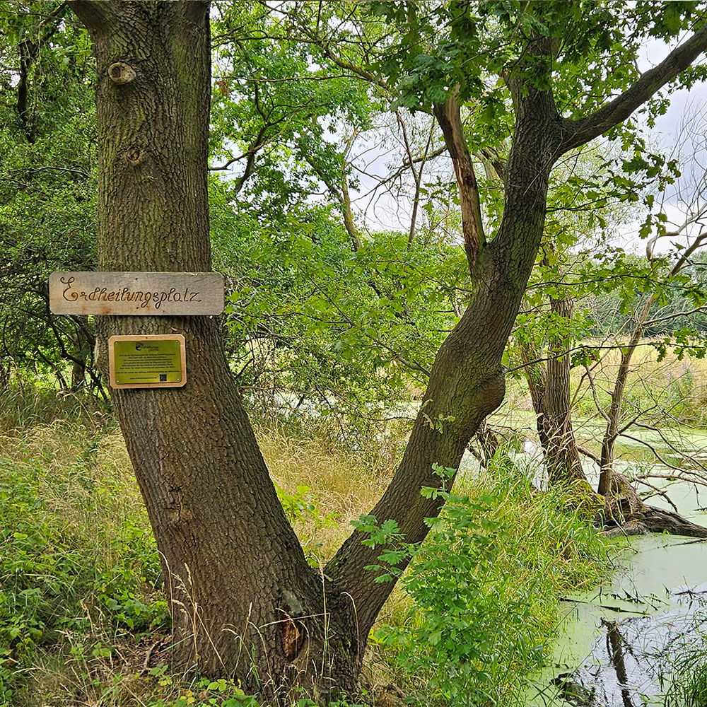 Der Erdheilungsplatz Wallendorf Wald im Juli 2025