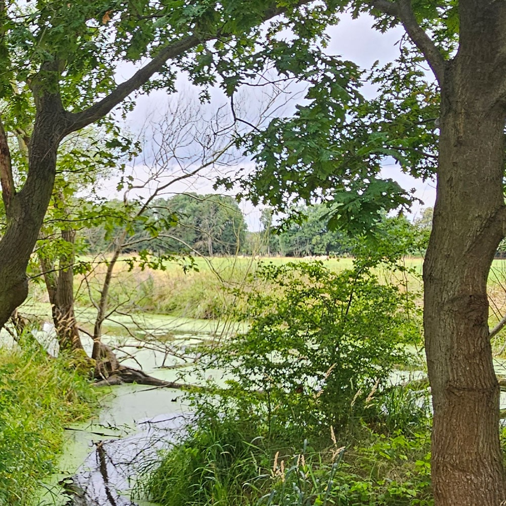 Der Erdheilungsplatz Wallendorf Wald im Juli 2025