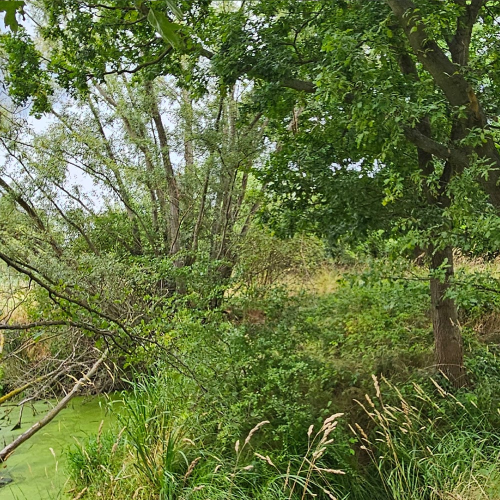 Der Erdheilungsplatz Wallendorf Wald im Juli 2025