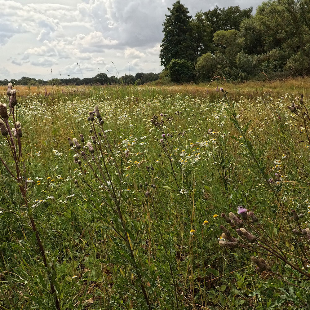 Der Erdheilungsplatz Wallendorf Wald im Juli 2025