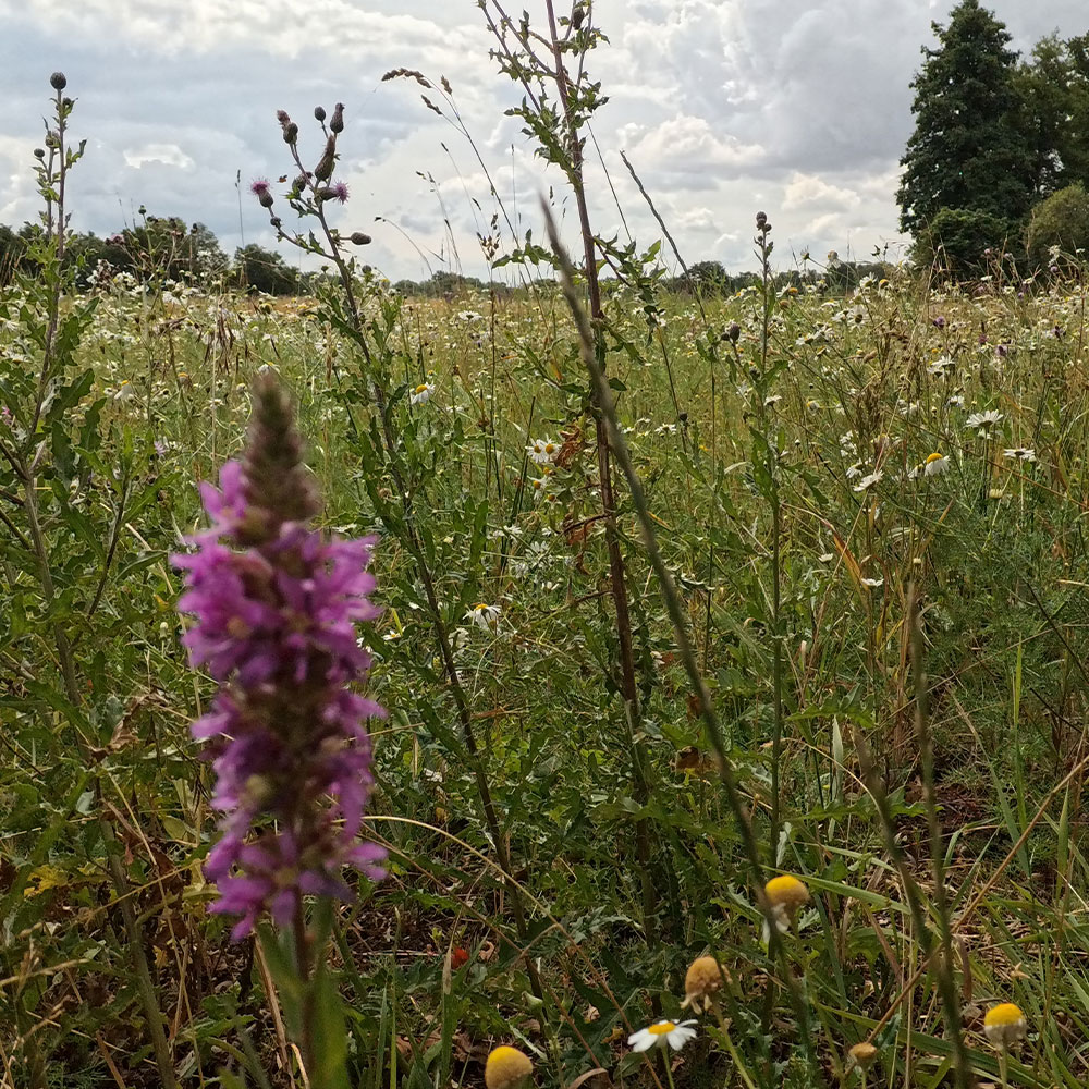 Der Erdheilungsplatz Wallendorf Wald im Juli 2025