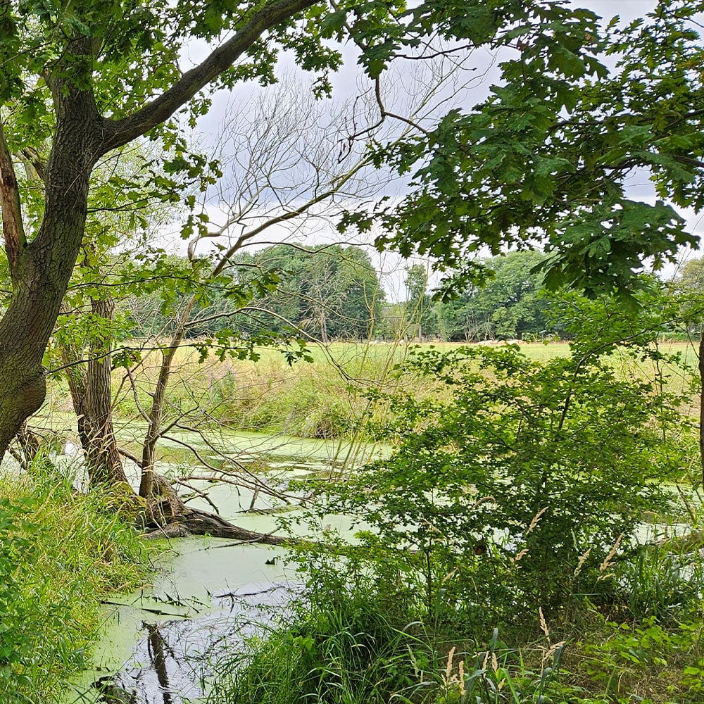 Der Erdheilungsplatz Wallendorf Wald im Juli 2025