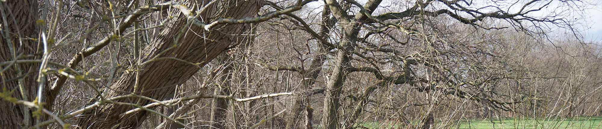 Erdheilungsplatz Wallendorf Wald