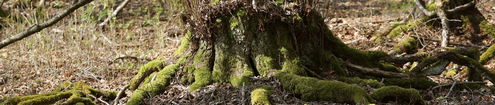 Erdheilungsplatz Zöschen Wald 306