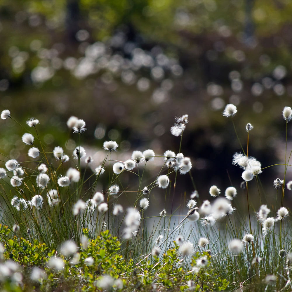 Die Stiftung Erdheilungsplätze ist auf Flächensuche und erwirbt potenzielle Erdheilungsplätze
