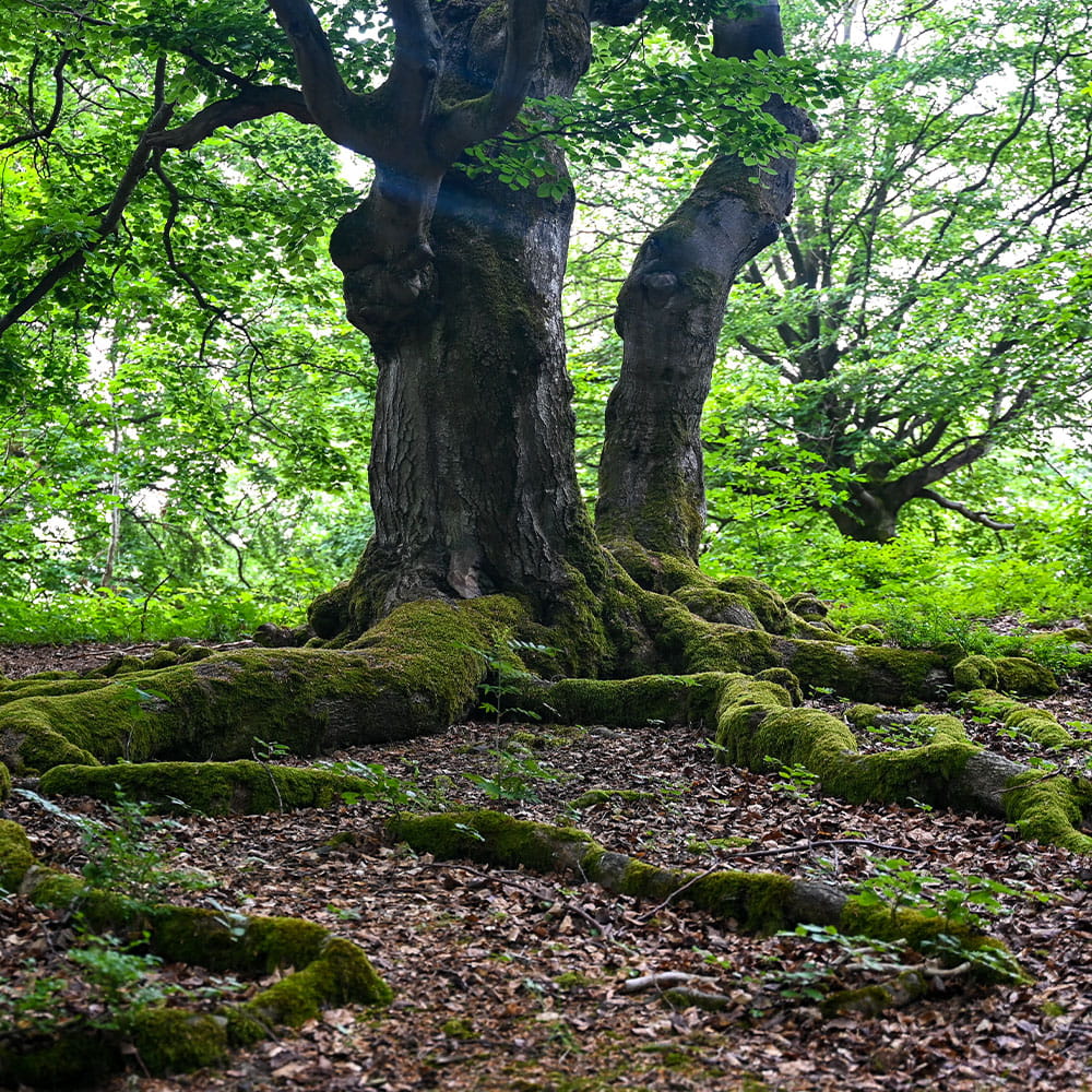 Die Stiftung Erdheilungsplätze ist immer auf Flächensuche und ein verlässlicher Käufer