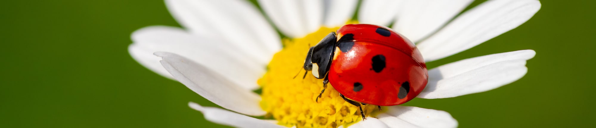 Stiftung Erdheilungsplätze Naturpunkte Marienkäfer Stiftung Erdheilungsplätze Naturpunkte Marienkäfer