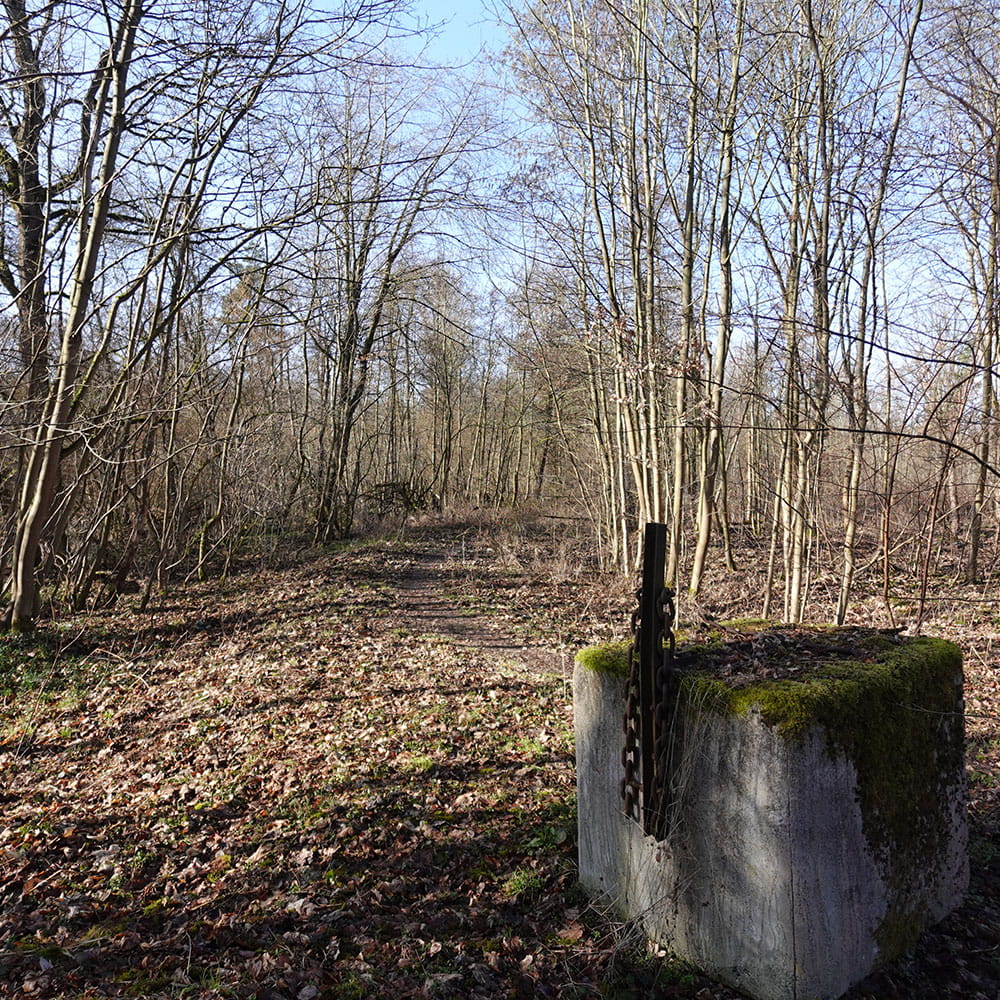 Noch junger Wald auf dem ehemaligen Flugplatz bei Altstedt