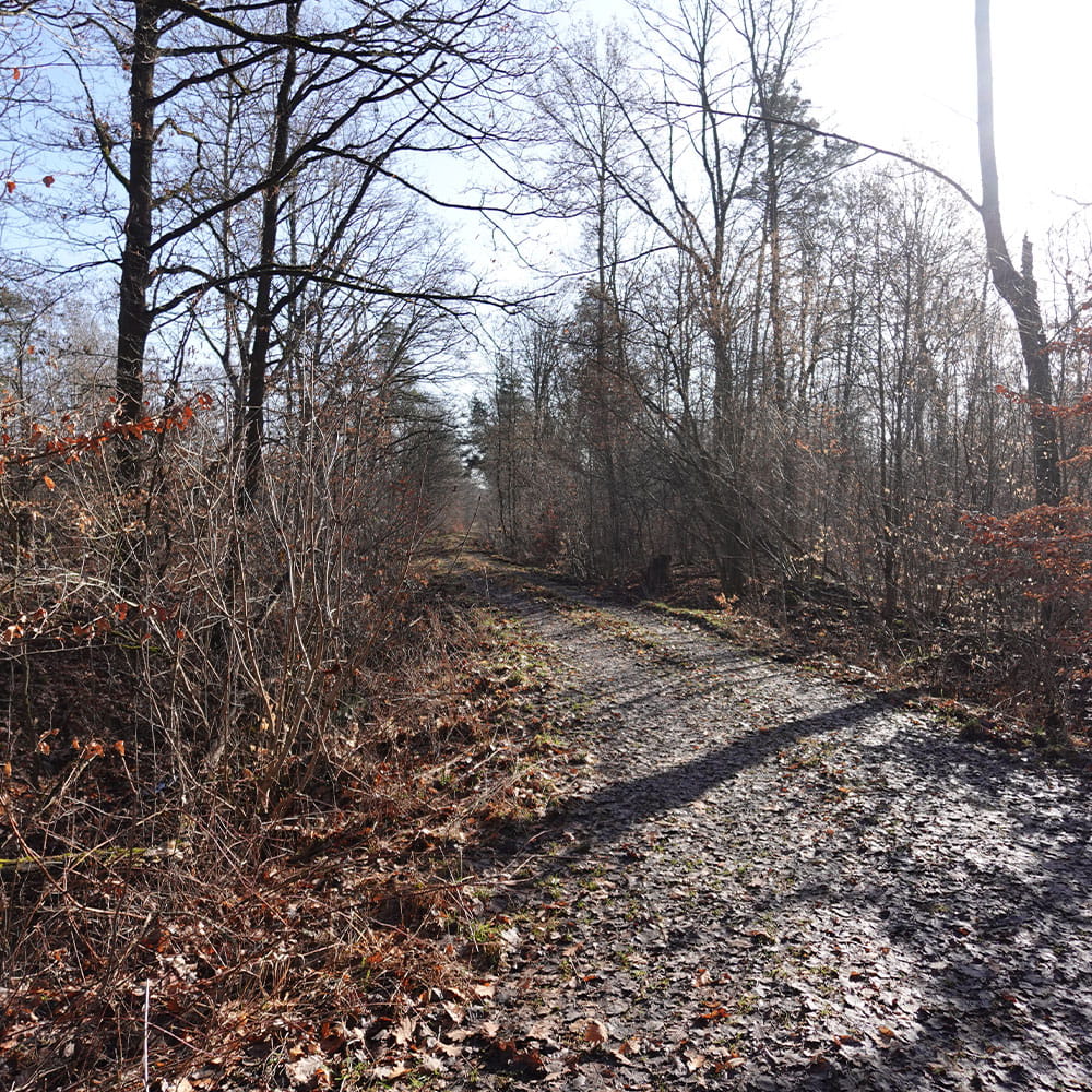 Ein Weg durch den ehemaligen Flugplatz bei Altstedt