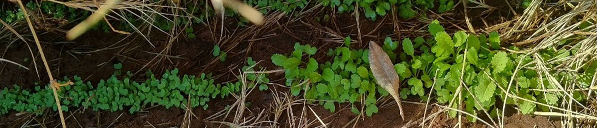 Im Gartenprojekt wachsen erste kleine Gemüsepflanzen.