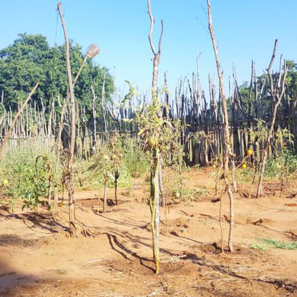Garten mit einigen hochgewachsenen Pflanzen in Machenje im Mai 2026