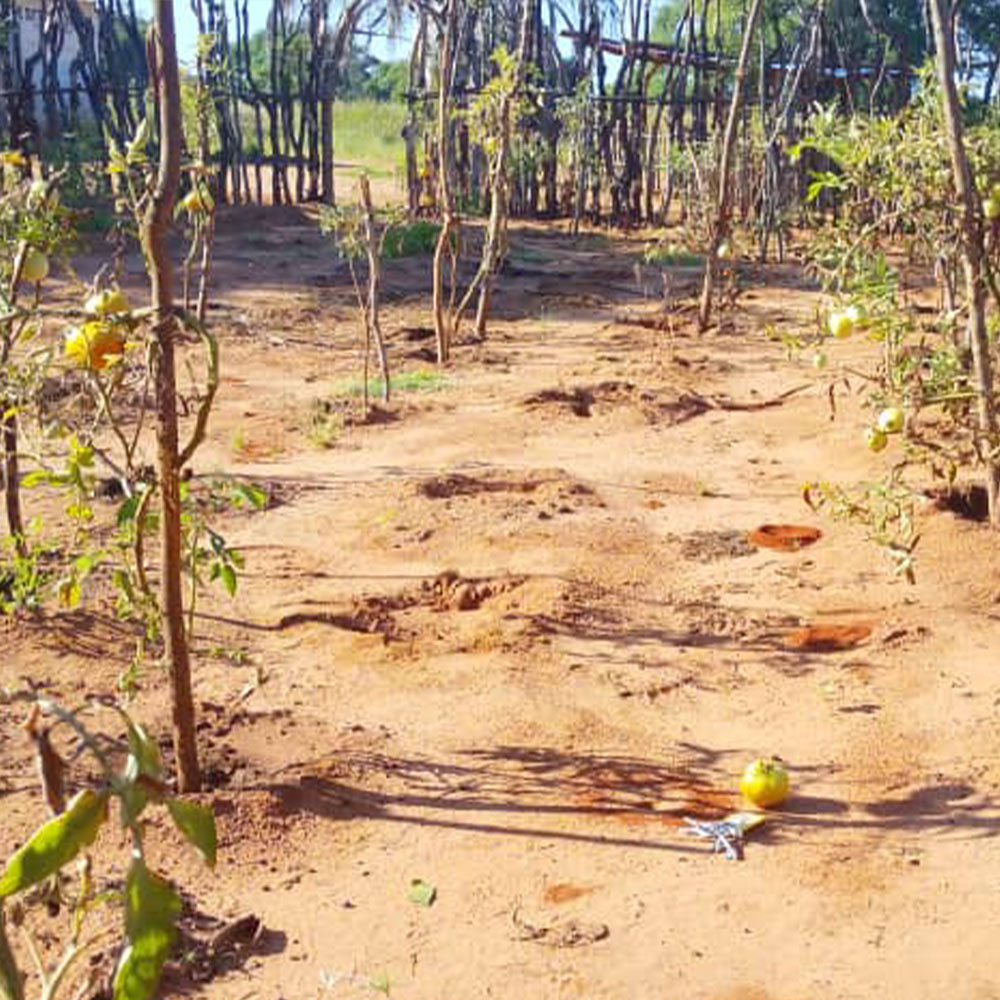 Der Garten in Machenje im Mai 2026