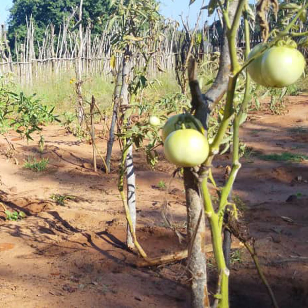 Pflanzen mir ersten Früchten im Garten in Machenje im Mai 2026