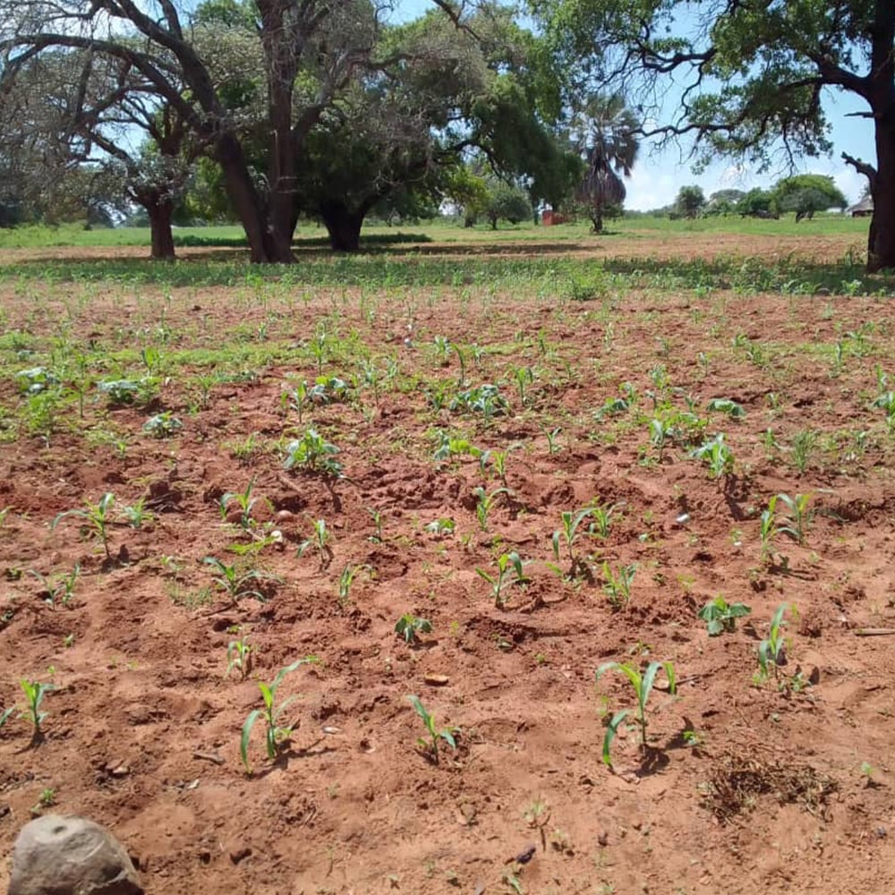 Maissaat-Projekt Sambia - Anwuchs der Maispflanzen