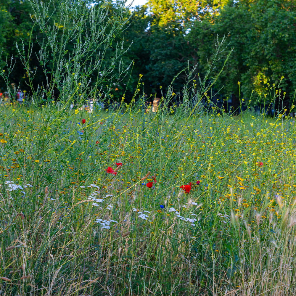 Die Stiftung Erdheilungsplätze freut sich über Zustiftungen. Zugestiftete Flächen werden renaturiert und zu Erdheilungsplätzen