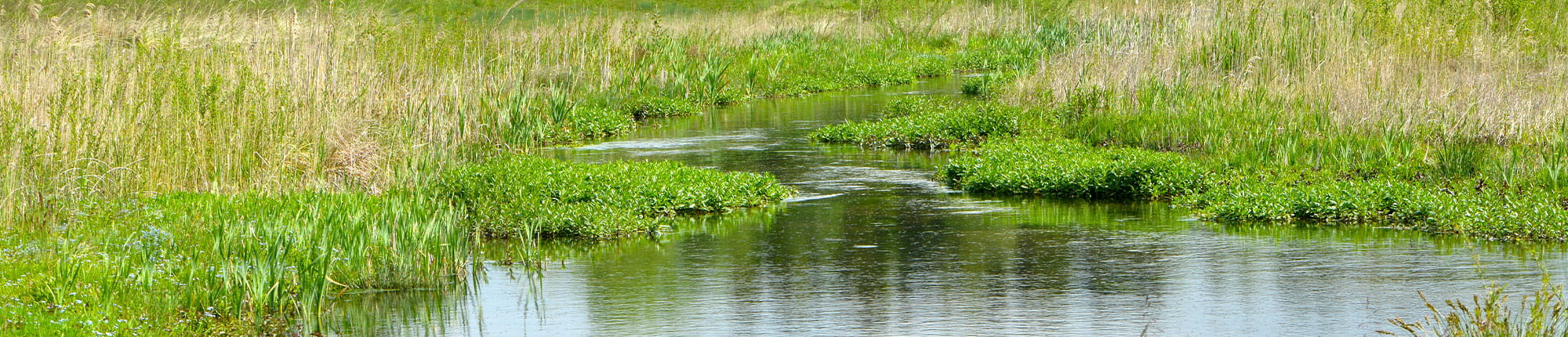 Die Stiftung Erdheilungsplätze freut sich über Zustiftungen von Flächen, um diese zu renaturieren